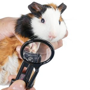 HAICHEN TEC Small Animal Nail Clipper Stainless Steel-0