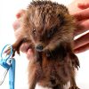 Mudder Hedgehog Grooming Kit Soft Brush Nail Clipper-2